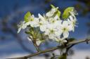 apple-tree_300.jpg