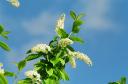 bird_cherry.jpg